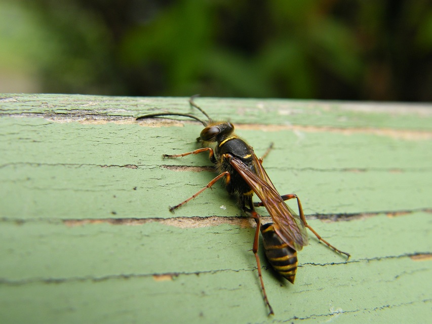 Sceliphron curvatum - barnalábú lopódarázs