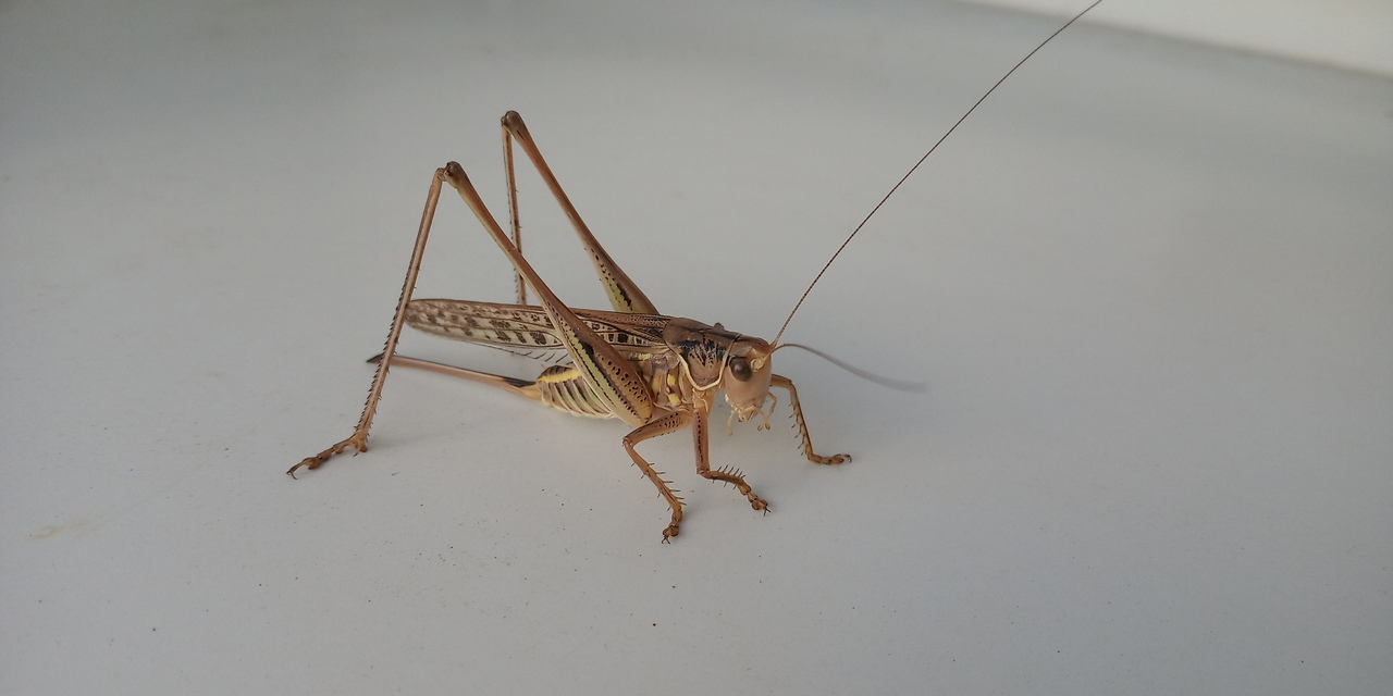 Gampsocleis glabra - tőrös szöcske