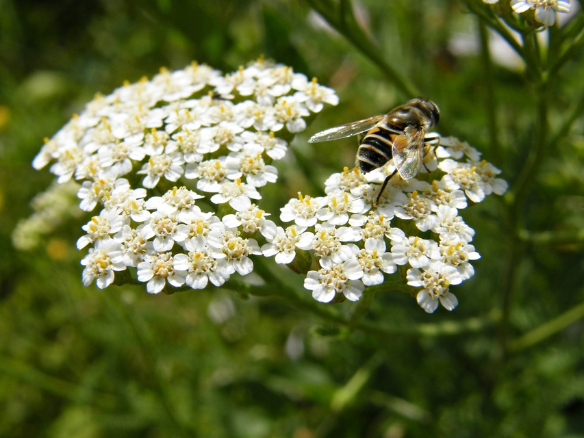 Eristalis arbustorum - fehérarcú herelégy