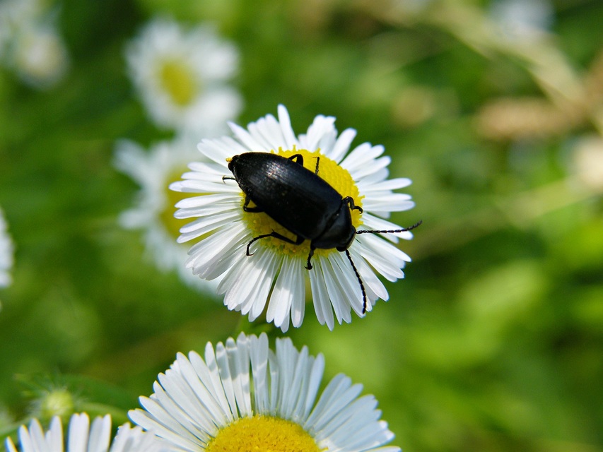 Podonta nigrita - szerecsenbogár
