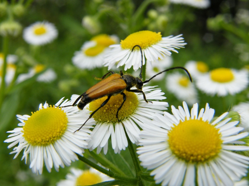 Stictoleptura fulva - vörhenyes virágcincér