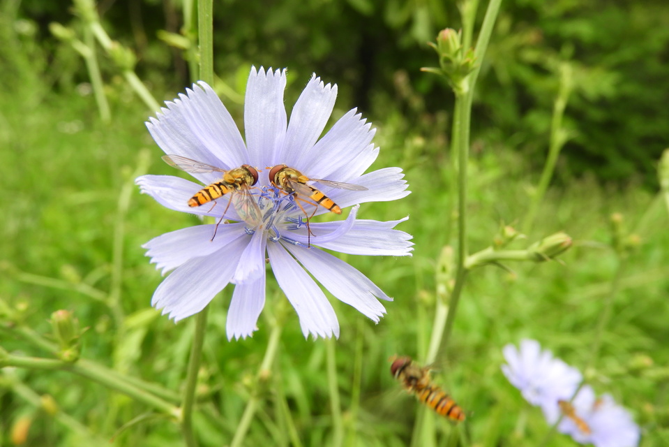 Episyrphus balteatus - ékfoltos zengőlégy