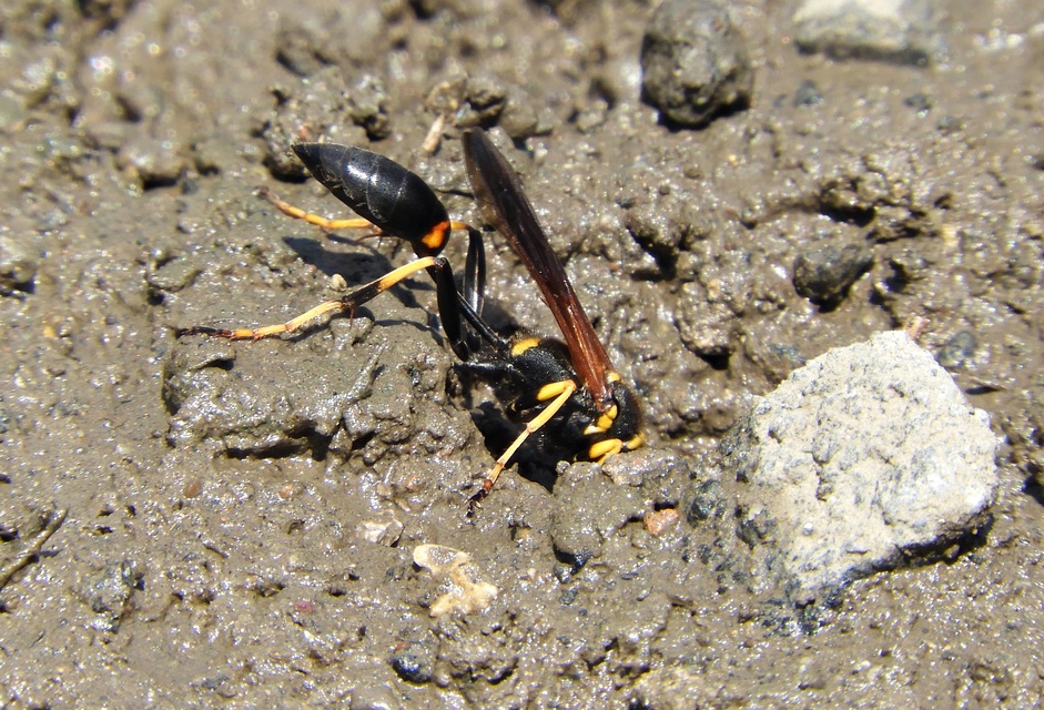 Sceliphron caementarium - feketenyelű lopódarázs
