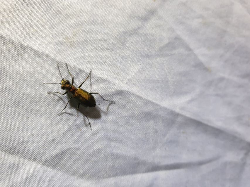 Cylindera germanica - parlagi homokfutrinka