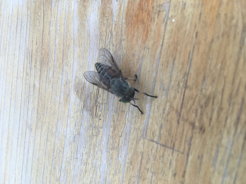 Tabanidae - böglyök