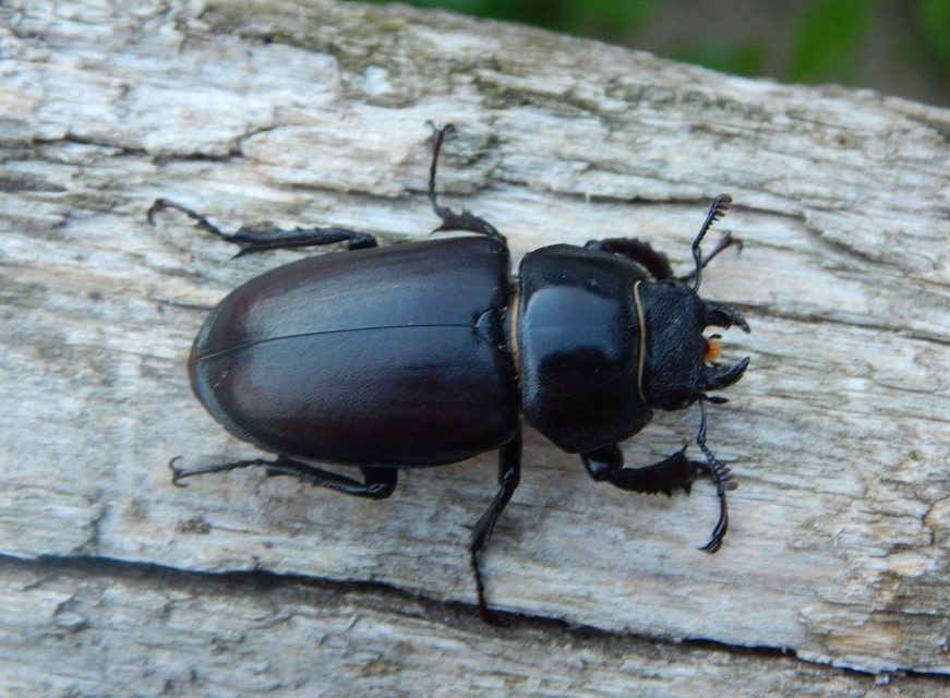 Lucanus cervus - nagy szarvasbogár