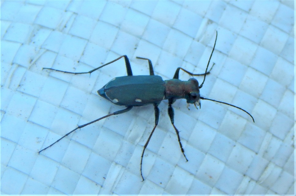 Cylindera germanica - parlagi homokfutrinka