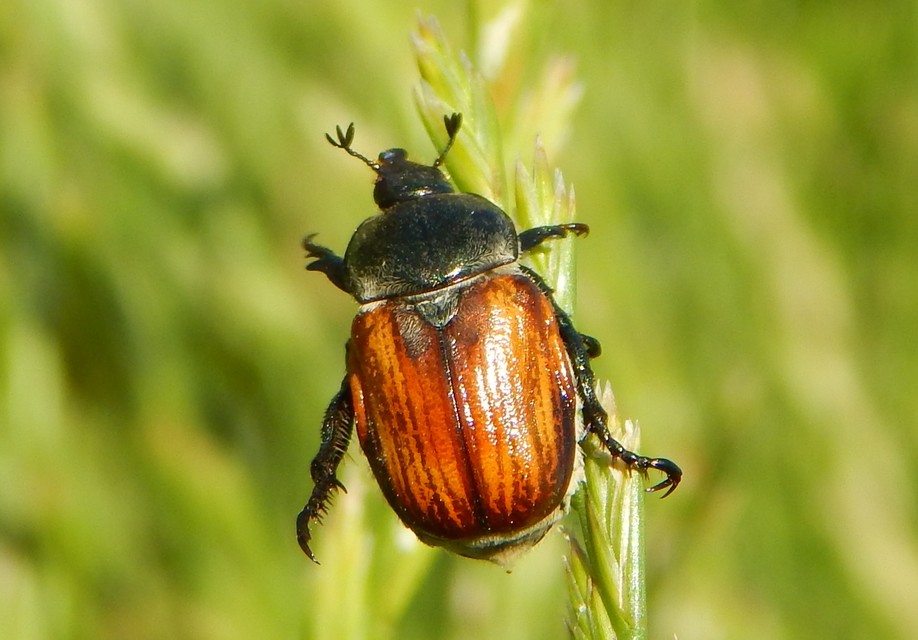 Anisoplia tempestiva - gabonaszipoly