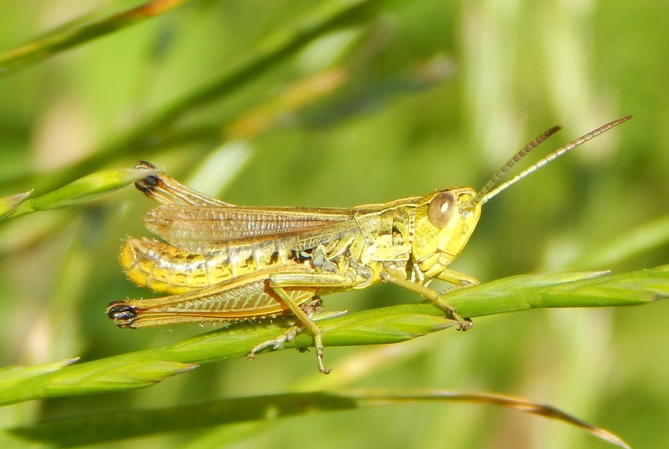 Pseudochorthippus parallelus - közönséges rétisáska