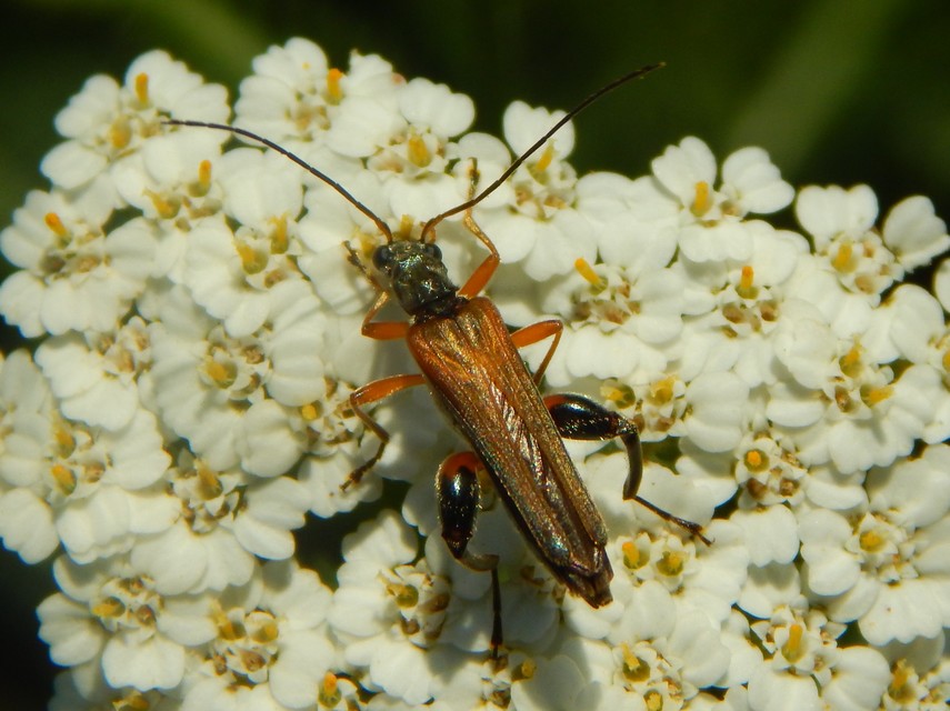 Oedemera podagrariae - székfű-álcincér