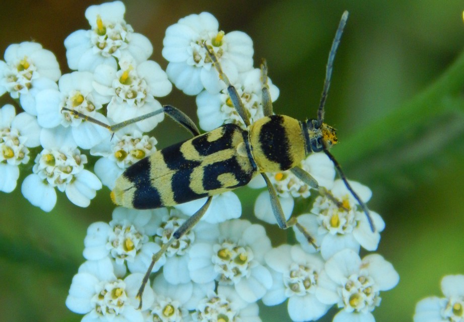 Chlorophorus varius - díszes darázscincér