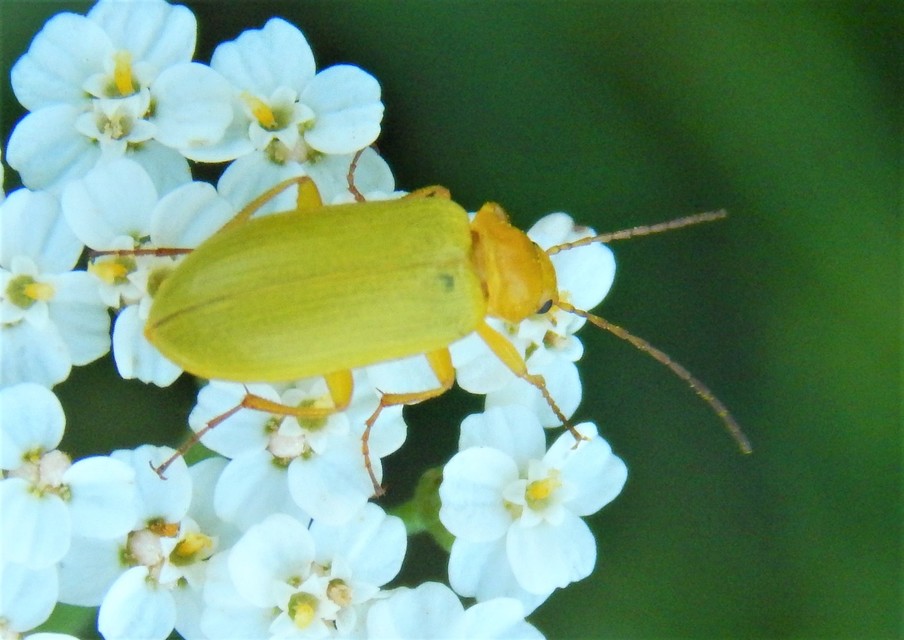 Cteniopus sulphureus - közönséges kénbogár Cteniopus sulphureus - közönséges kénbogár