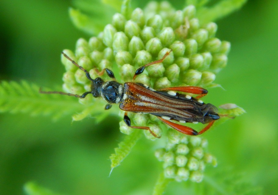 Stenopterus rufus - tarkacsápú keskenyfedőscincér