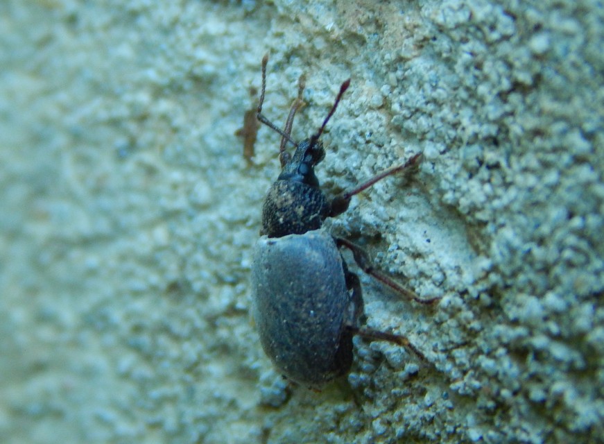 Otiorhynchus rugosostriatus - szamóca-gyalogormányos