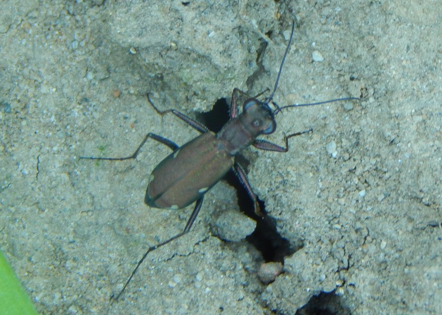 Cylindera germanica - parlagi homokfutrinka