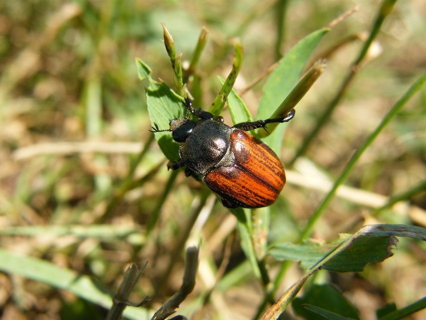 Anisoplia tempestiva - gabonaszipoly