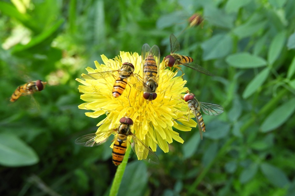 Episyrphus balteatus - ékfoltos zengőlégy