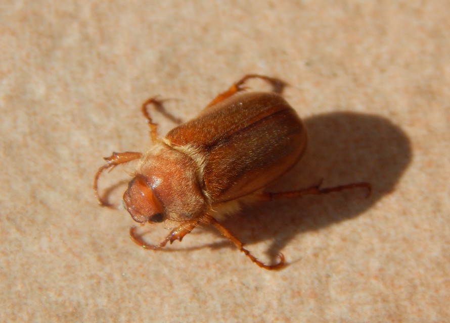 Amphimallon assimile - kis sárgacserebogár