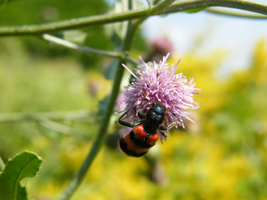 Trichodes apiarius - szalagos méhészbogár