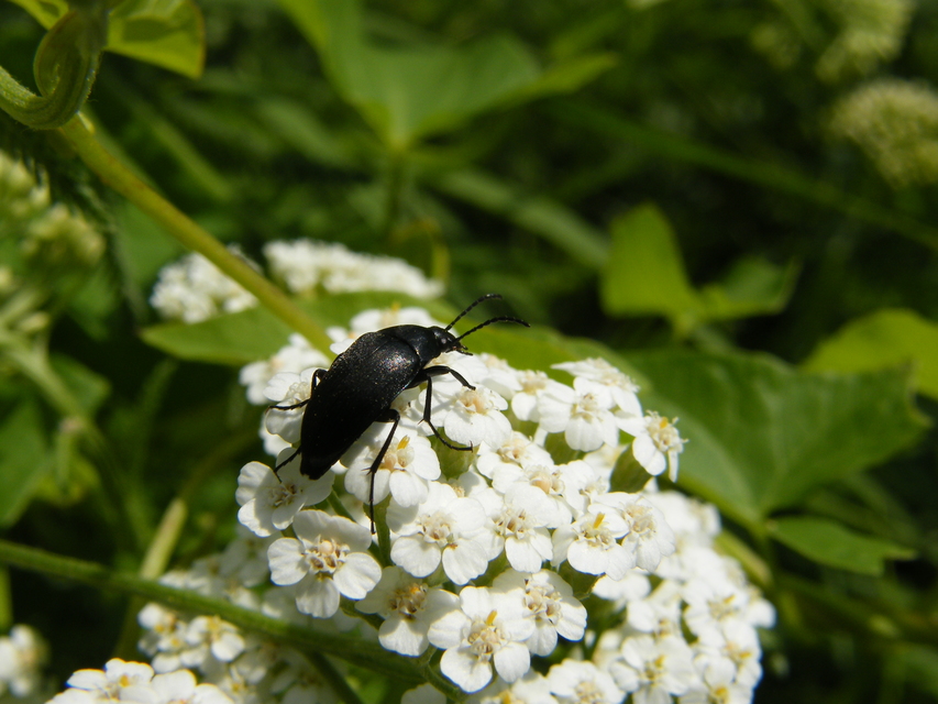 Podonta nigrita - szerecsenbogár