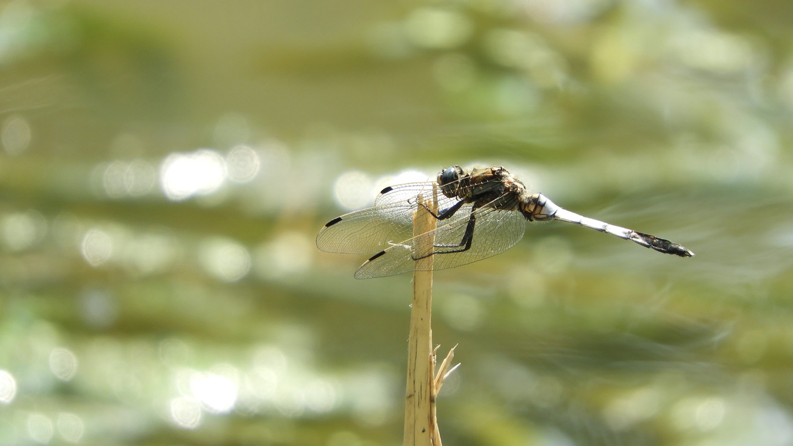 Orthetrum albistylum - fehérfarkú pásztorszitakötő