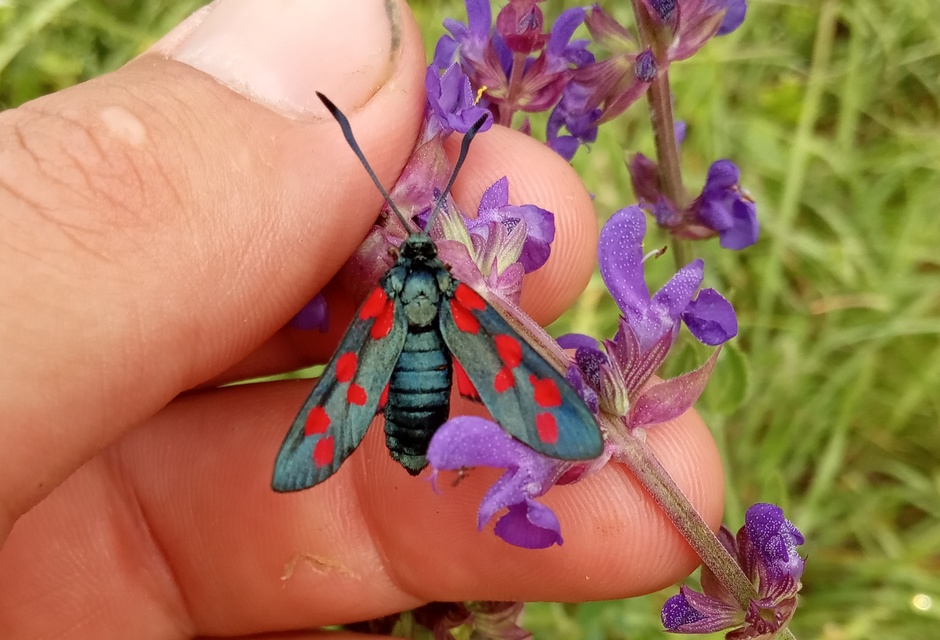 Zygaena filipendulae - acélszínű csüngőlepke