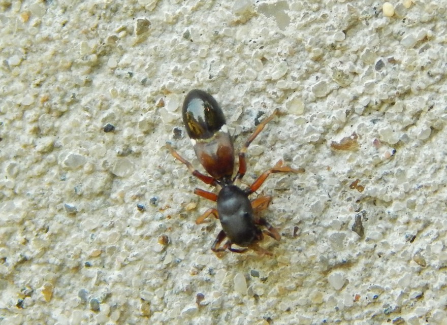 Leptorchestes berolinensis - fekete hangyautánzópók