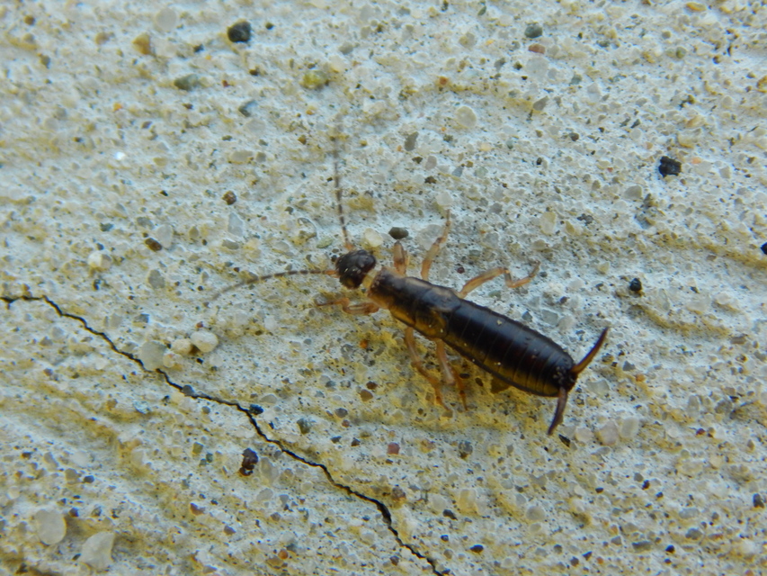 Forficula auricularia - közönséges fülbemászó