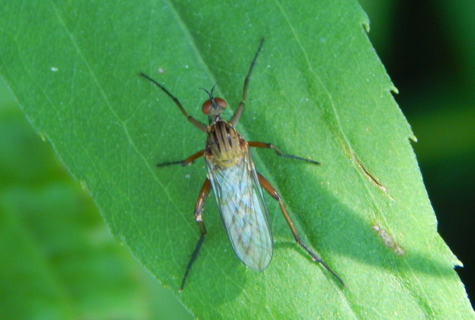 Empididae - táncoslegyek