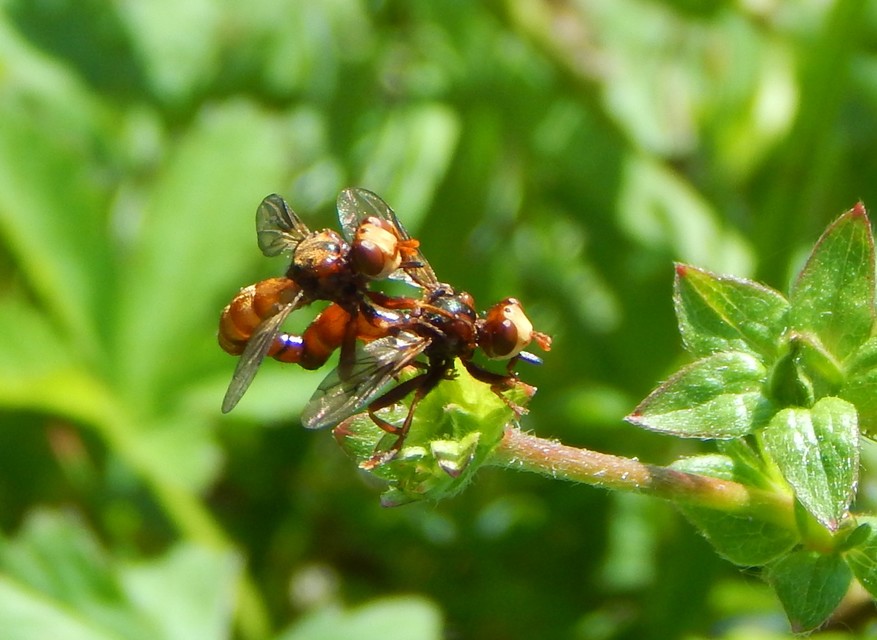 Physocephala
