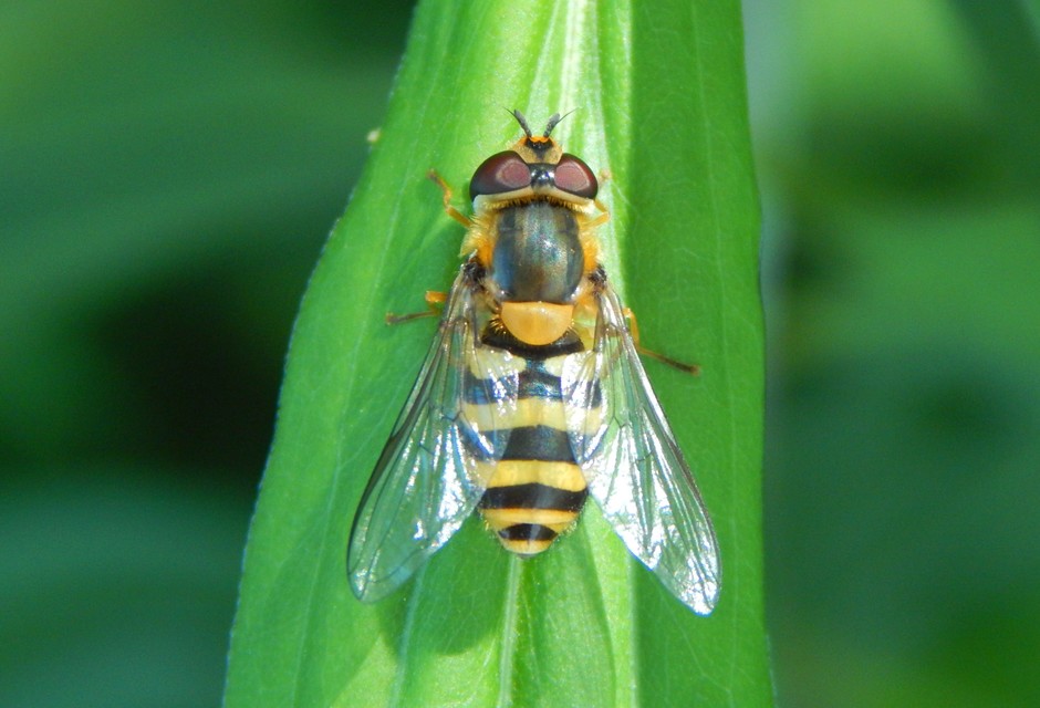 Syrphidae - zengőlegyek