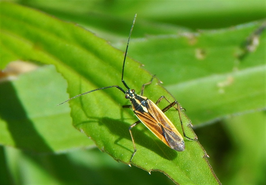Leptopterna dolabrata - közönséges mezeipoloska