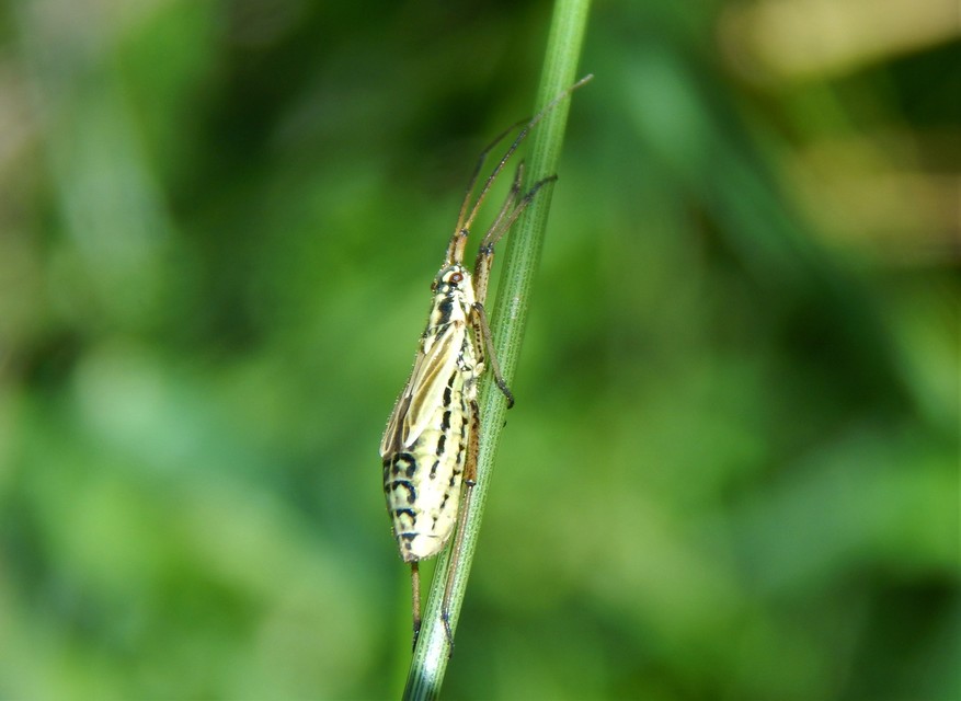 Leptopterna dolabrata - közönséges mezeipoloska