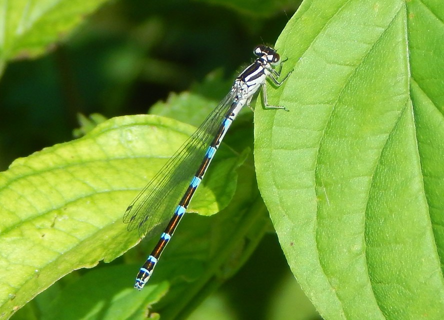 Coenagrion ornatum - díszes légivadász