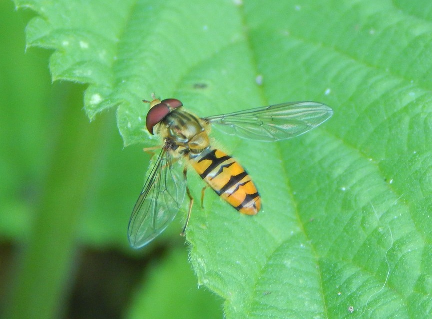 Episyrphus balteatus - ékfoltos zengőlégy