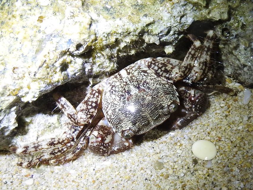 Pachygrapsus marmoratus