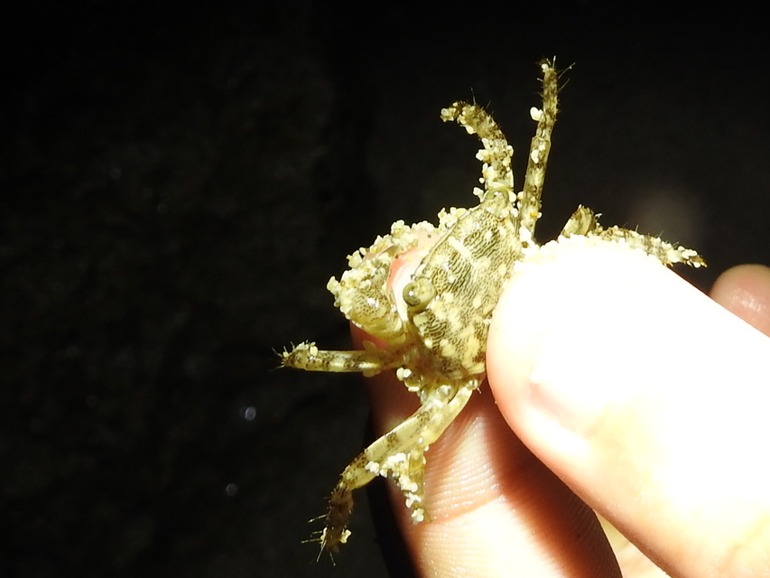 Pachygrapsus marmoratus