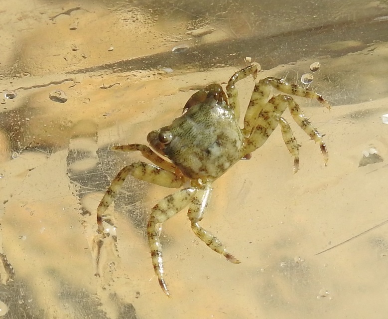 Pachygrapsus marmoratus