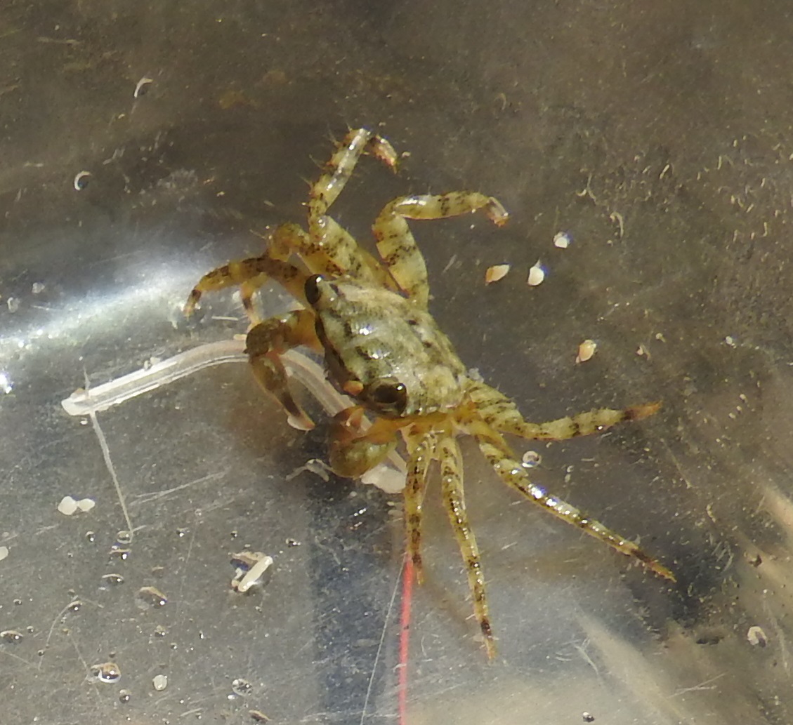 Pachygrapsus marmoratus