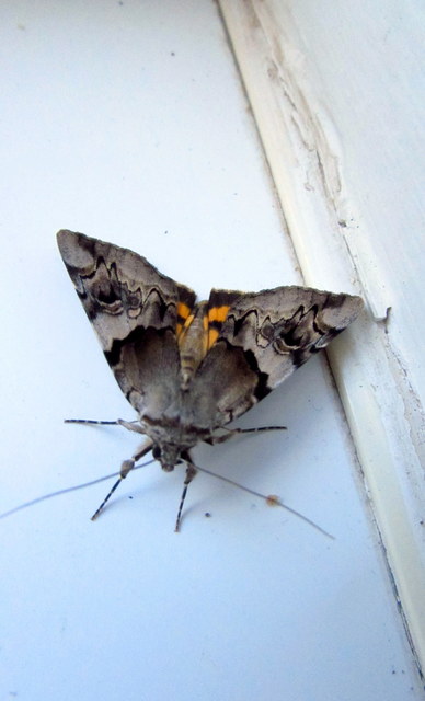 Catocala fulminea - galagonya-övesbagoly