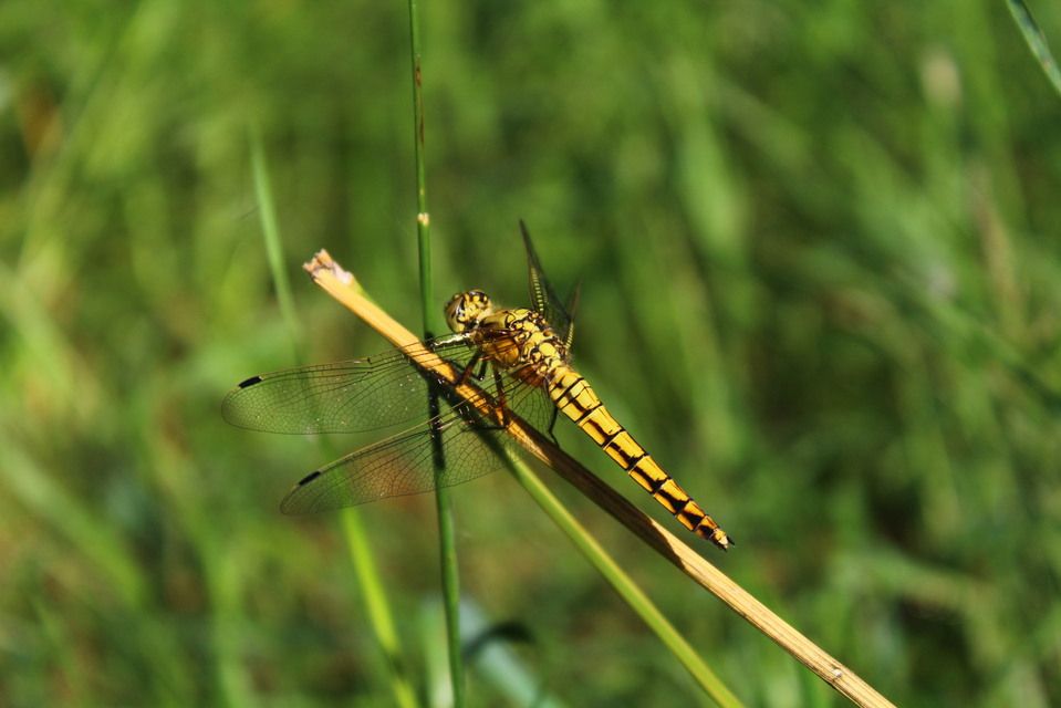 Orthetrum cancellatum - feketefarkú pásztorszitakötő