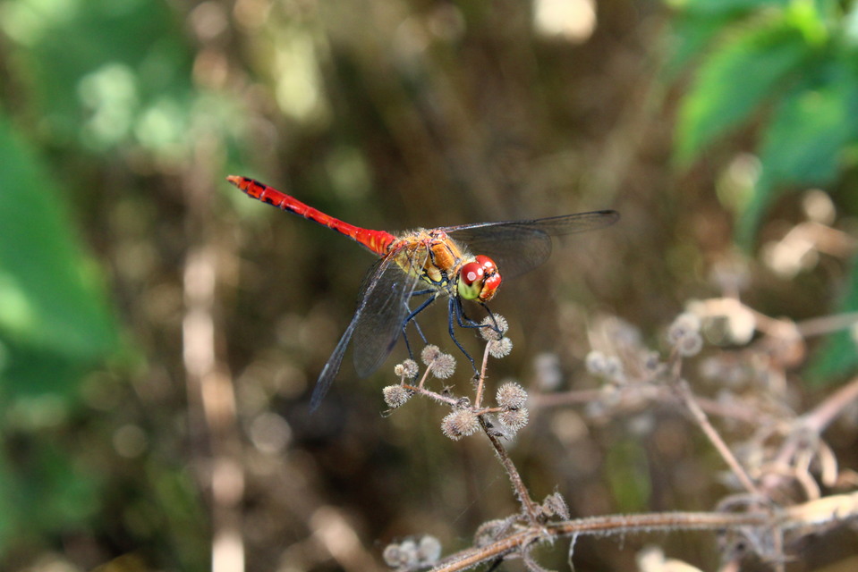 Sympetrum sanguineum - vörös katona-szitakötő