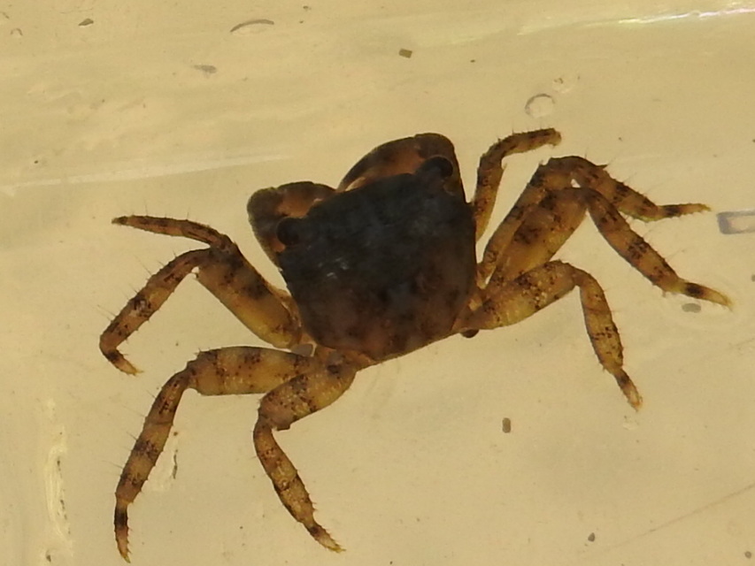 Pachygrapsus marmoratus
