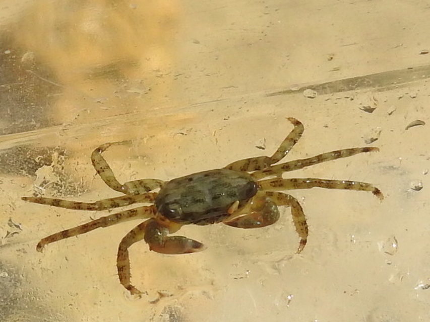 Pachygrapsus marmoratus