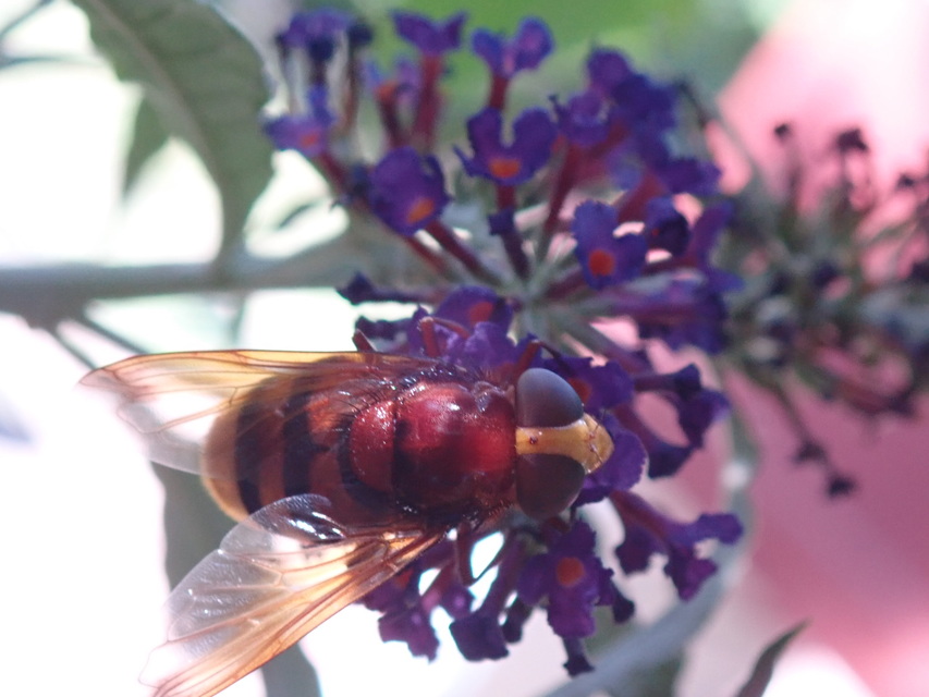 Volucella zonaria - kétöves pihelégy