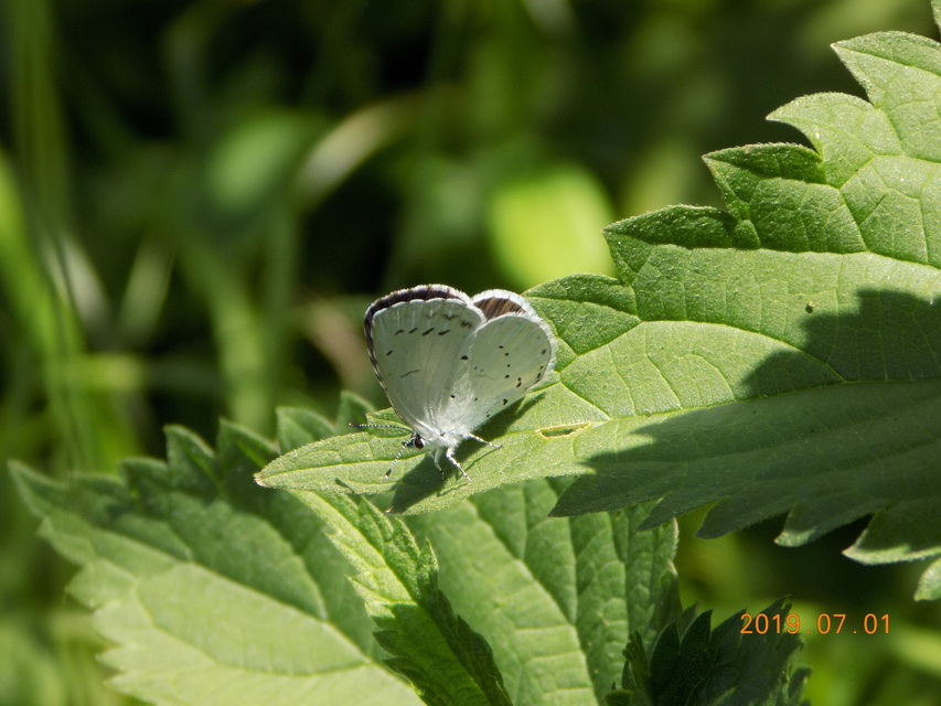 Celastrina argiolus - bengeboglárka