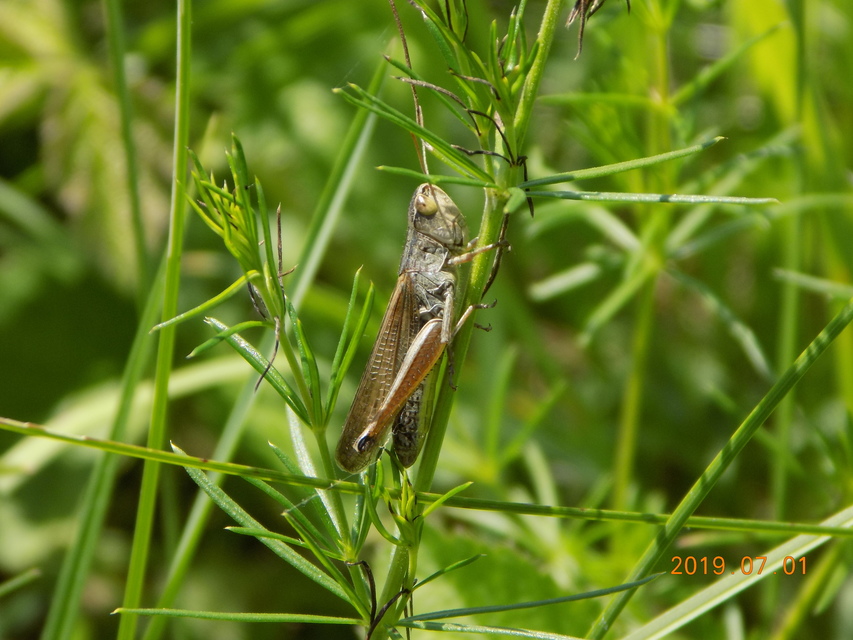 Pseudochorthippus parallelus - közönséges rétisáska