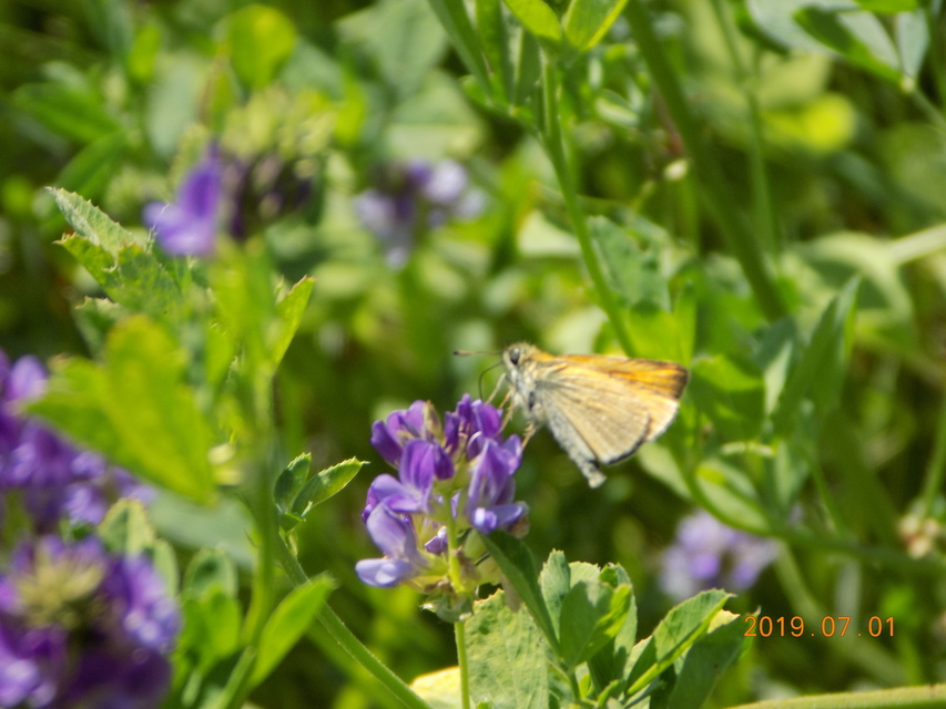 Thymelicus lineola - vonalas busalepke