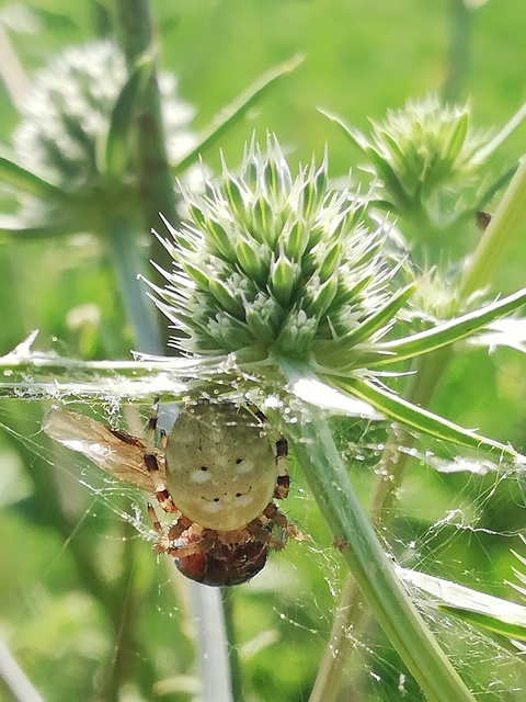 Araneus quadratus - négyes keresztespók