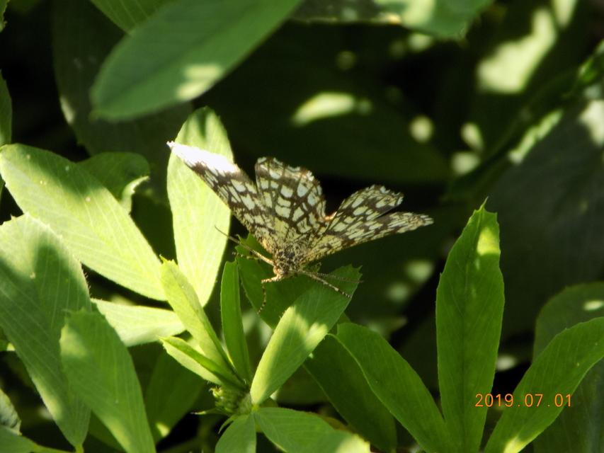 Chiasmia clathrata - rácsos rétiaraszoló